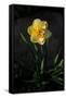 Canvas Black
