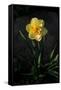 Canvas Black