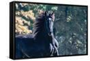 Canvas Black