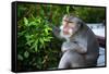 Kuta Selatan, Bali, Indonesia. A monkey sits watching in Uluwatu.-Micah Wright-Framed Stretched Canvas