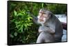 Kuta Selatan, Bali, Indonesia. A monkey sits watching in Uluwatu.-Micah Wright-Framed Stretched Canvas