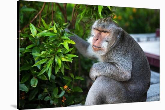 Kuta Selatan, Bali, Indonesia. A monkey sits watching in Uluwatu.-Micah Wright-Stretched Canvas
