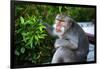 Kuta Selatan, Bali, Indonesia. A monkey sits watching in Uluwatu.-Micah Wright-Framed Photographic Print