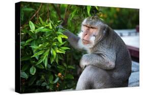 Kuta Selatan, Bali, Indonesia. A monkey sits watching in Uluwatu.-Micah Wright-Stretched Canvas