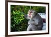 Kuta Selatan, Bali, Indonesia. A monkey sits watching in Uluwatu.-Micah Wright-Framed Photographic Print