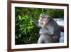 Kuta Selatan, Bali, Indonesia. A monkey sits watching in Uluwatu.-Micah Wright-Framed Photographic Print