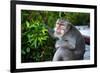 Kuta Selatan, Bali, Indonesia. A monkey sits watching in Uluwatu.-Micah Wright-Framed Photographic Print