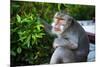 Kuta Selatan, Bali, Indonesia. A monkey sits watching in Uluwatu.-Micah Wright-Mounted Photographic Print