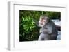 Kuta Selatan, Bali, Indonesia. A monkey sits watching in Uluwatu.-Micah Wright-Framed Photographic Print