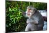 Kuta Selatan, Bali, Indonesia. A monkey sits watching in Uluwatu.-Micah Wright-Mounted Photographic Print