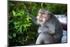 Kuta Selatan, Bali, Indonesia. A monkey sits watching in Uluwatu.-Micah Wright-Mounted Photographic Print