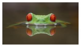 Burning Eyes-Kutub Uddin-Stretched Canvas