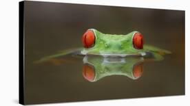 Mist on tree can't stop sunshine-Kutub Uddin-Photographic Print