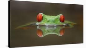 Burning Eyes-Kutub Uddin-Stretched Canvas