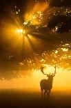Mist on tree can't stop sunshine-Kutub Uddin-Photographic Print