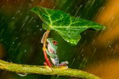 Ohh Noo :( It's Raining-Kutub Uddin-Stretched Canvas
