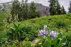 Columbine and Wildflowers in Colorado Mountain Basin-kvd design-Stretched Canvas