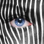 Zebra Face-kwasny221-Photographic Print
