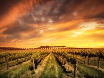 Vineyard in the Barossa Valley, South Australia-kwest19-Photographic Print