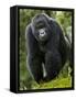 Kwitonda Group of Mountain Gorillas, Volcanoes National Park, Rwanda-Ralph H. Bendjebar-Framed Stretched Canvas