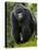 Kwitonda Group of Mountain Gorillas, Volcanoes National Park, Rwanda-Ralph H. Bendjebar-Stretched Canvas