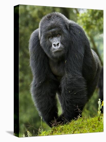 Kwitonda Group of Mountain Gorillas, Volcanoes National Park, Rwanda-Ralph H. Bendjebar-Stretched Canvas