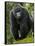 Kwitonda Group of Mountain Gorillas, Volcanoes National Park, Rwanda-Ralph H. Bendjebar-Framed Stretched Canvas