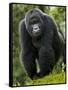 Kwitonda Group of Mountain Gorillas, Volcanoes National Park, Rwanda-Ralph H. Bendjebar-Framed Stretched Canvas