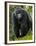 Kwitonda Group of Mountain Gorillas, Volcanoes National Park, Rwanda-Ralph H. Bendjebar-Framed Premium Photographic Print