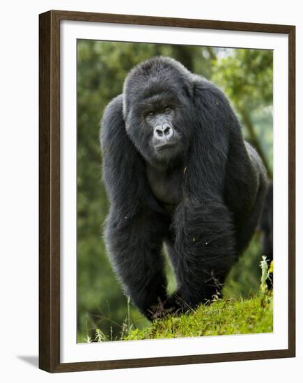 Kwitonda Group of Mountain Gorillas, Volcanoes National Park, Rwanda-Ralph H. Bendjebar-Framed Premium Photographic Print