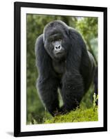 Kwitonda Group of Mountain Gorillas, Volcanoes National Park, Rwanda-Ralph H. Bendjebar-Framed Premium Photographic Print