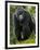 Kwitonda Group of Mountain Gorillas, Volcanoes National Park, Rwanda-Ralph H. Bendjebar-Framed Premium Photographic Print