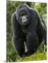 Kwitonda Group of Mountain Gorillas, Volcanoes National Park, Rwanda-Ralph H. Bendjebar-Mounted Premium Photographic Print