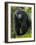 Kwitonda Group of Mountain Gorillas, Volcanoes National Park, Rwanda-Ralph H. Bendjebar-Framed Photographic Print