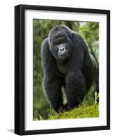 Kwitonda Group of Mountain Gorillas, Volcanoes National Park, Rwanda-Ralph H. Bendjebar-Framed Photographic Print