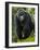 Kwitonda Group of Mountain Gorillas, Volcanoes National Park, Rwanda-Ralph H. Bendjebar-Framed Photographic Print