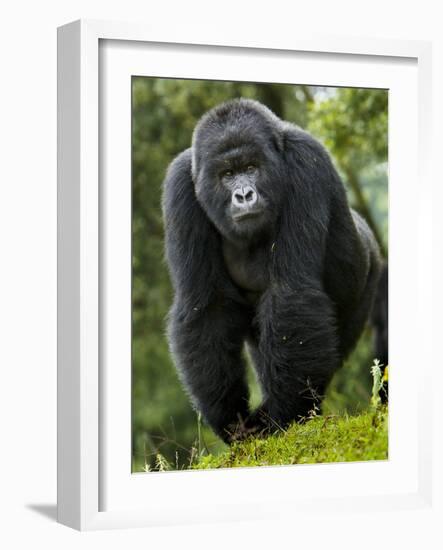 Kwitonda Group of Mountain Gorillas, Volcanoes National Park, Rwanda-Ralph H. Bendjebar-Framed Photographic Print