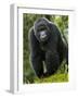 Kwitonda Group of Mountain Gorillas, Volcanoes National Park, Rwanda-Ralph H. Bendjebar-Framed Photographic Print