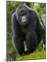 Kwitonda Group of Mountain Gorillas, Volcanoes National Park, Rwanda-Ralph H. Bendjebar-Mounted Photographic Print