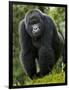 Kwitonda Group of Mountain Gorillas, Volcanoes National Park, Rwanda-Ralph H. Bendjebar-Framed Photographic Print