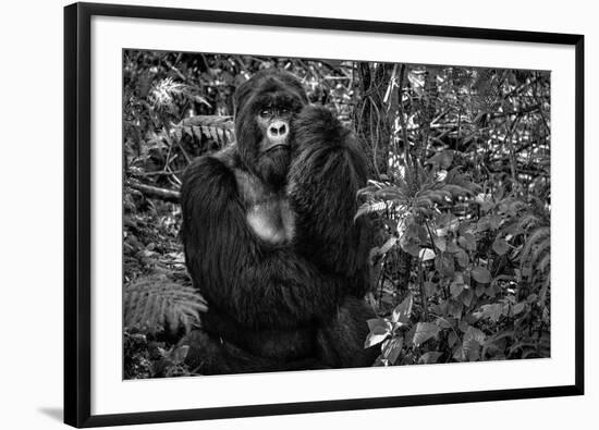 Kwitonda Silverback-Karen Lunney-Framed Photographic Print