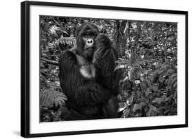 Kwitonda Silverback-Karen Lunney-Framed Photographic Print