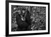 Kwitonda Silverback-Karen Lunney-Framed Photographic Print