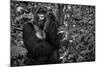 Kwitonda Silverback-Karen Lunney-Mounted Photographic Print