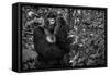 Kwitonda Silverback-Karen Lunney-Framed Stretched Canvas