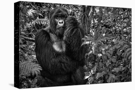 Kwitonda Silverback-Karen Lunney-Stretched Canvas