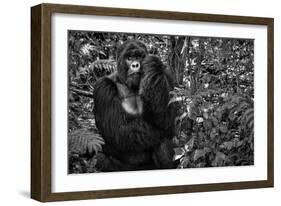 Kwitonda Silverback-Karen Lunney-Framed Photographic Print