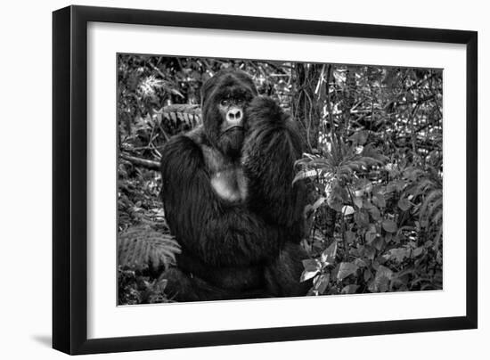 Kwitonda Silverback-Karen Lunney-Framed Photographic Print