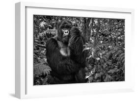 Kwitonda Silverback-Karen Lunney-Framed Photographic Print