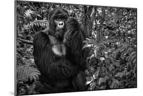 Kwitonda Silverback-Karen Lunney-Mounted Photographic Print